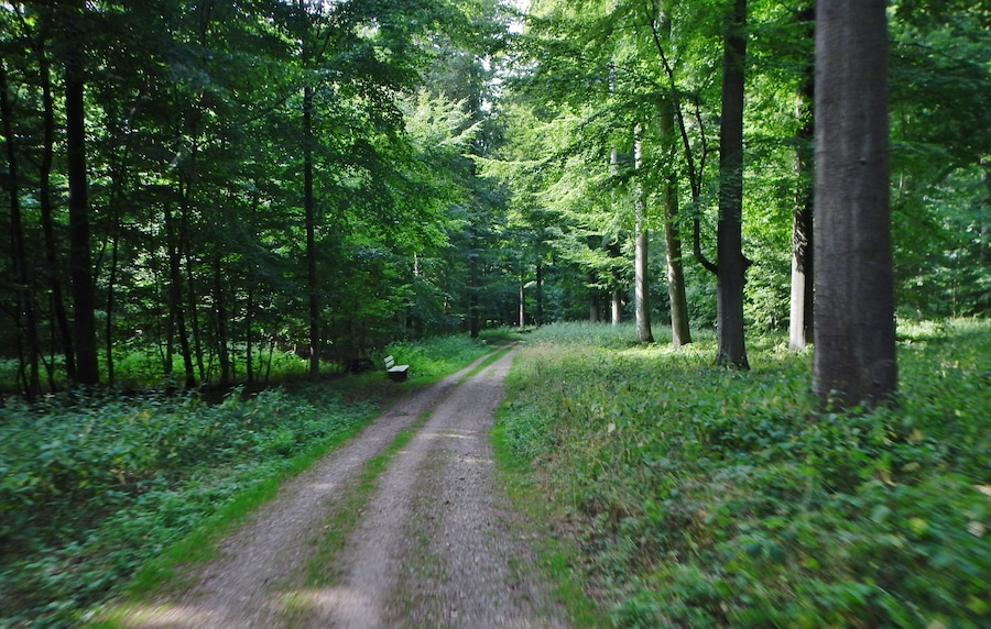 Um caminho arborizado com árvores altas e um banco.