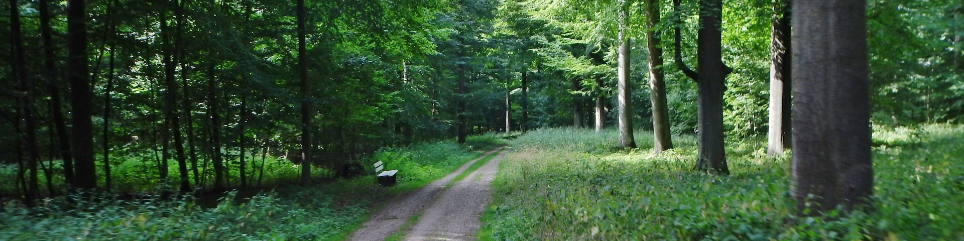 Waldweg