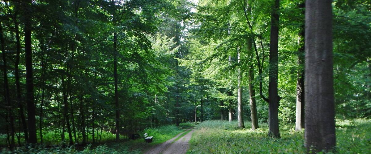 A forested path with tall trees and a bench.