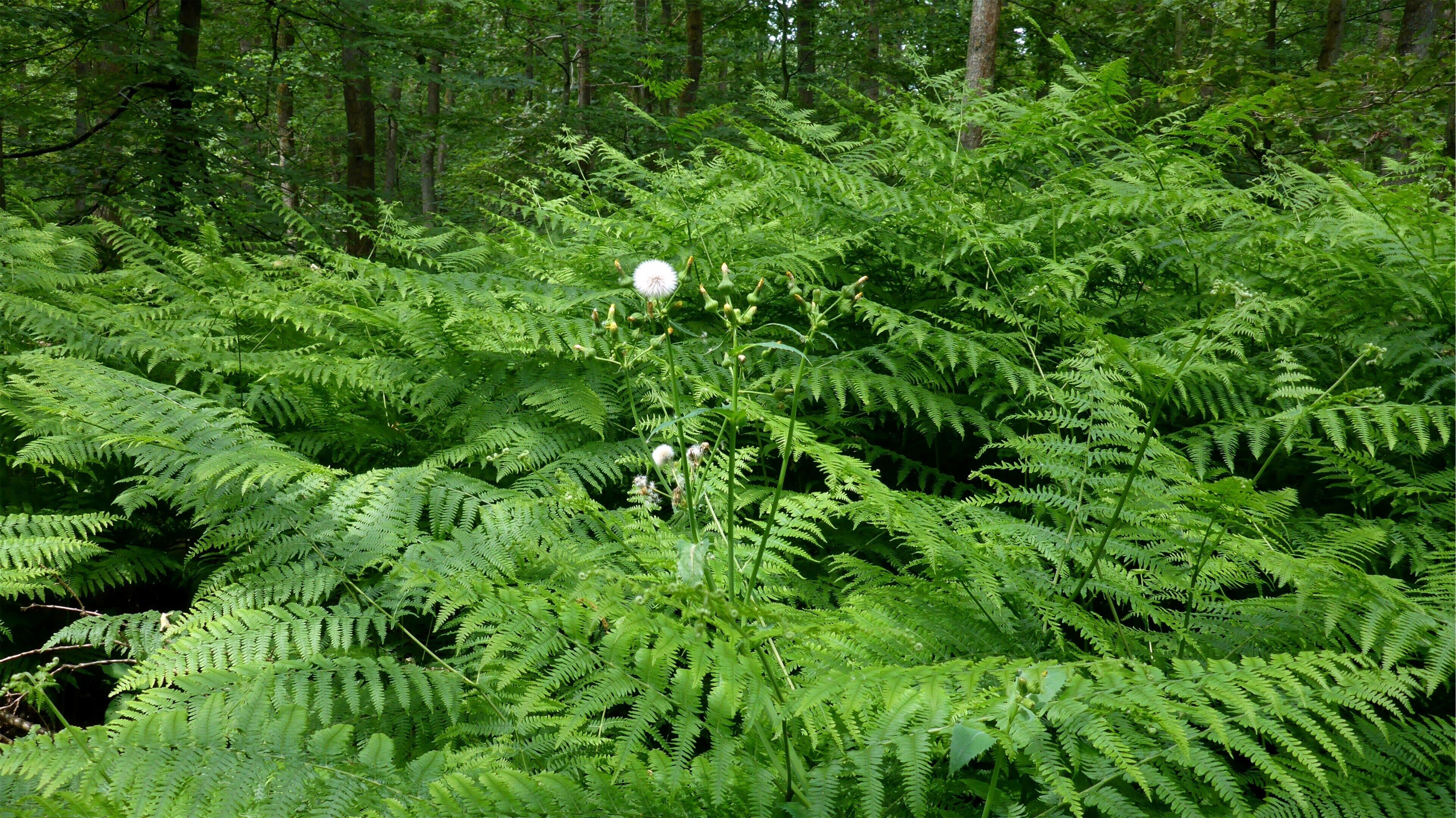 Landschaftsschutzgebiet „Hardtwald nördlich von Karlsruhe “ is a Protected landscape area in Baden-Württemberg, Germany.