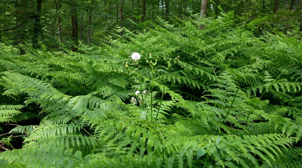 Landschaftsschutzgebiet „Hardtwald nördlich von Karlsruhe“ is a Protected landscape area in Baden-Württemberg, Germany.