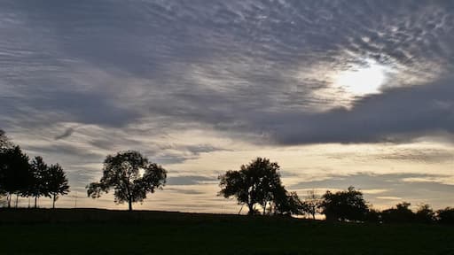 Bäume im Gegenlicht