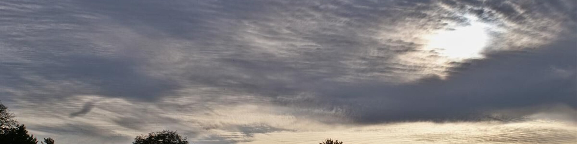 Bäume im Gegenlicht