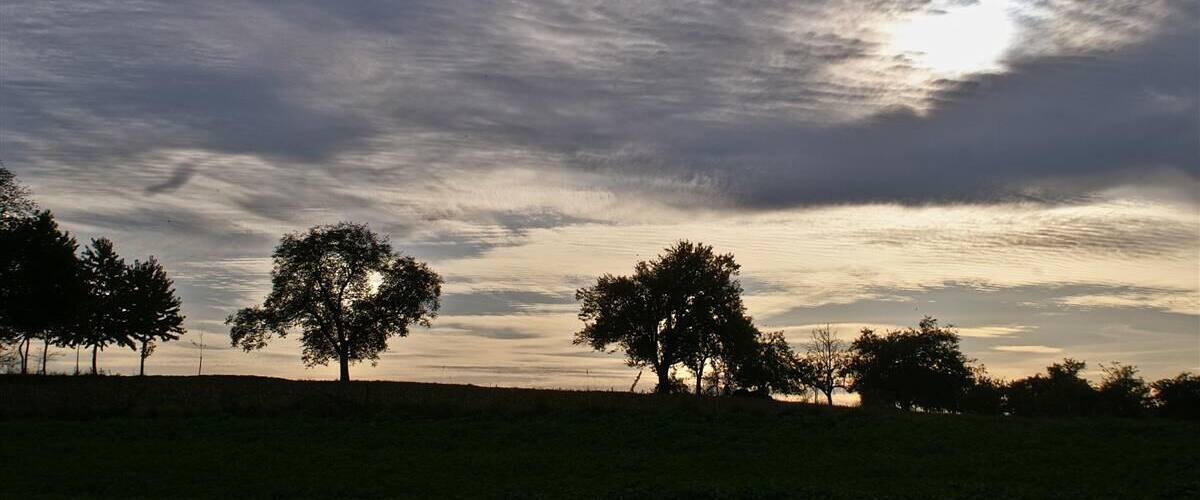 A field with trees silhouetted against a cloudy sky.