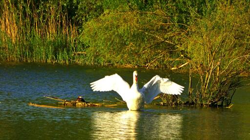 Schwan am Zielfinger Vogelsee