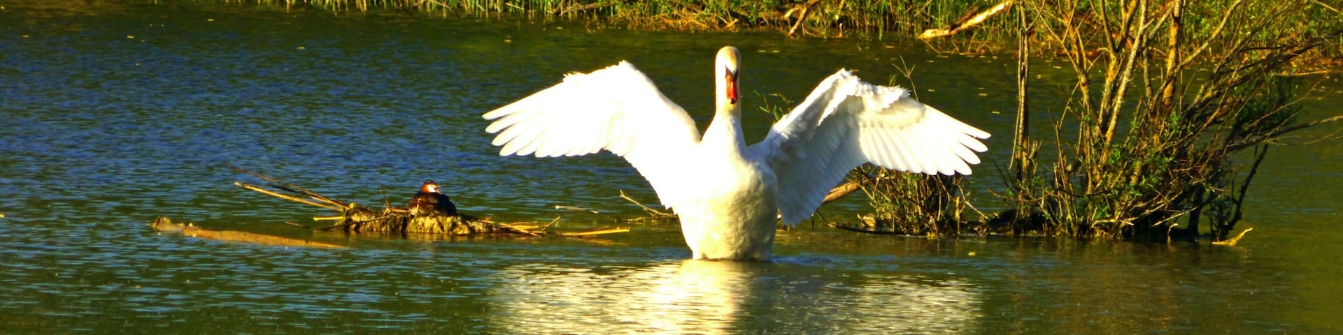 Schwan am Zielfinger Vogelsee