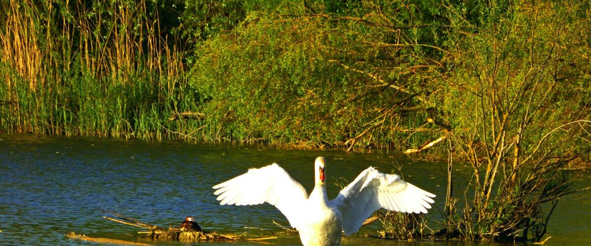 A swan with its wings spread in a body of water, surrounded by greenery and reeds.