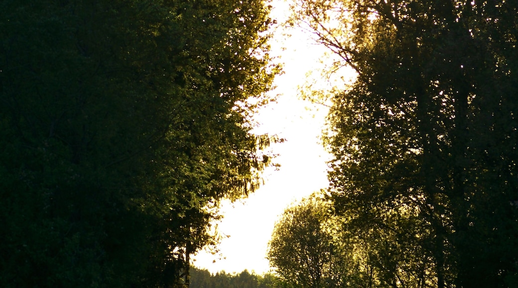 Hegau-Ablachtal-Bahn beim Zielfinger Vogelsee
