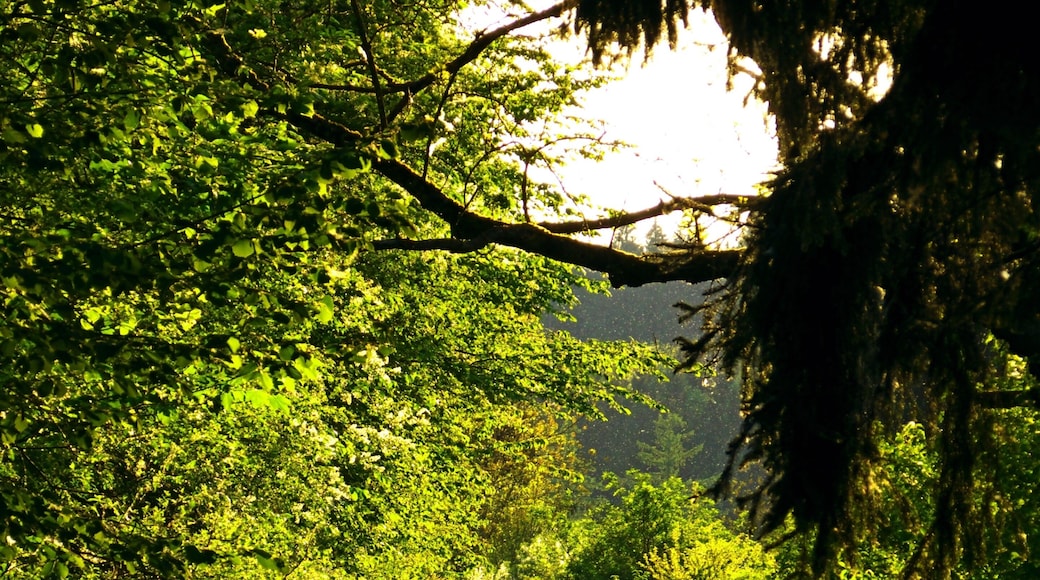 Wald beim Zielfinger Vogelsee