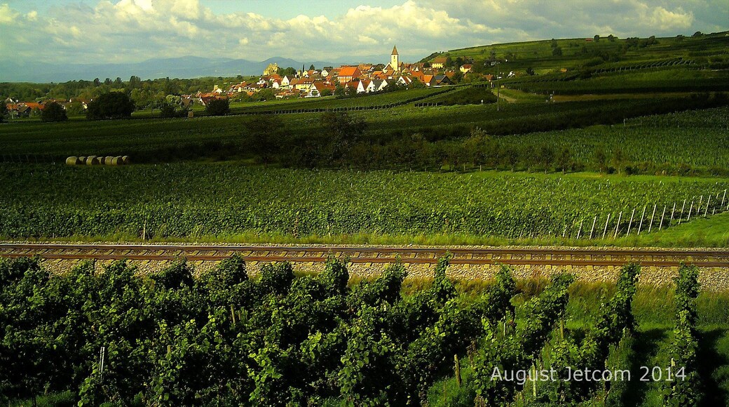 Burkheim am Rhein (mit Naturschutzgebiet Taubergiessen), von Bischoffingen gesehen