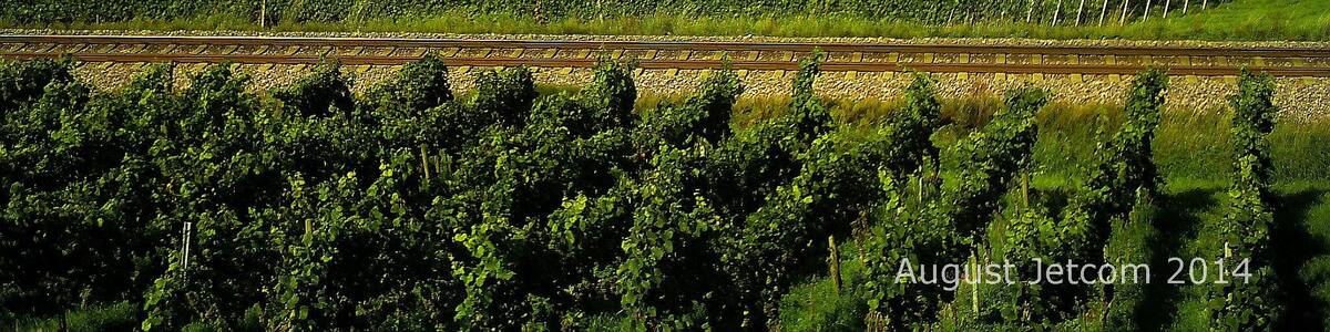 Burkheim am Rhein (mit Naturschutzgebiet Taubergiessen), von Bischoffingen gesehen