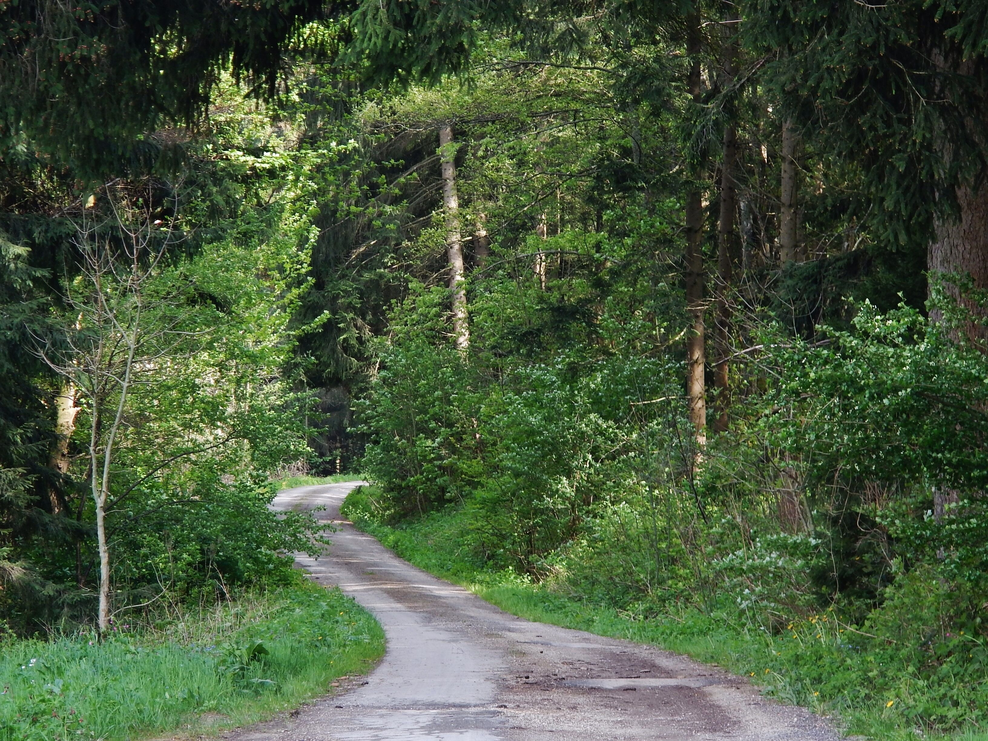 A narrow, winding road through a dense forest with tall trees and lush greenery.