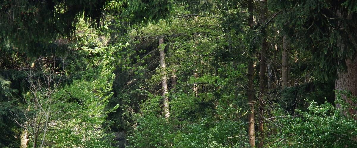 A narrow, winding road through a dense forest with tall trees and lush greenery.