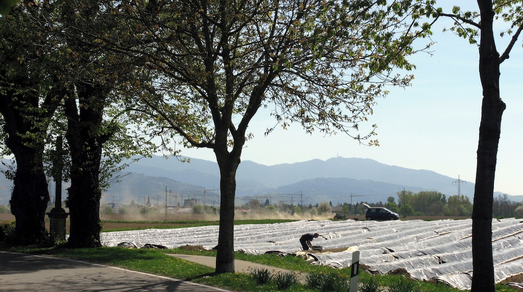 Spargelfeld in Bad Krozingen-Biengen mit Blauen