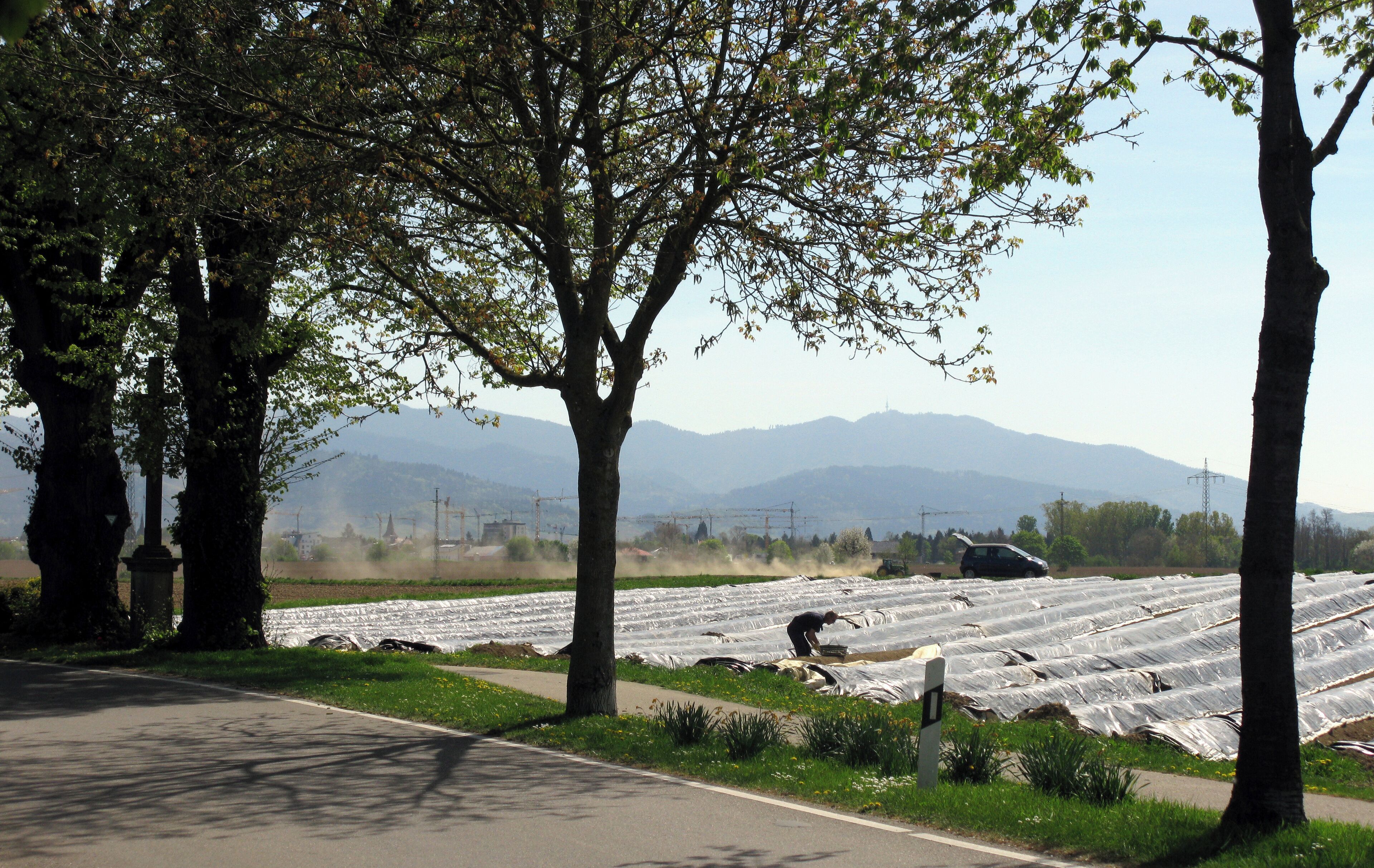 A road with trees and a field of crops.