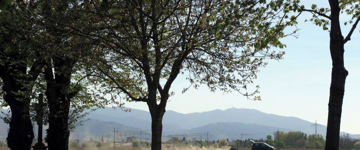 A road with trees and a field of crops.