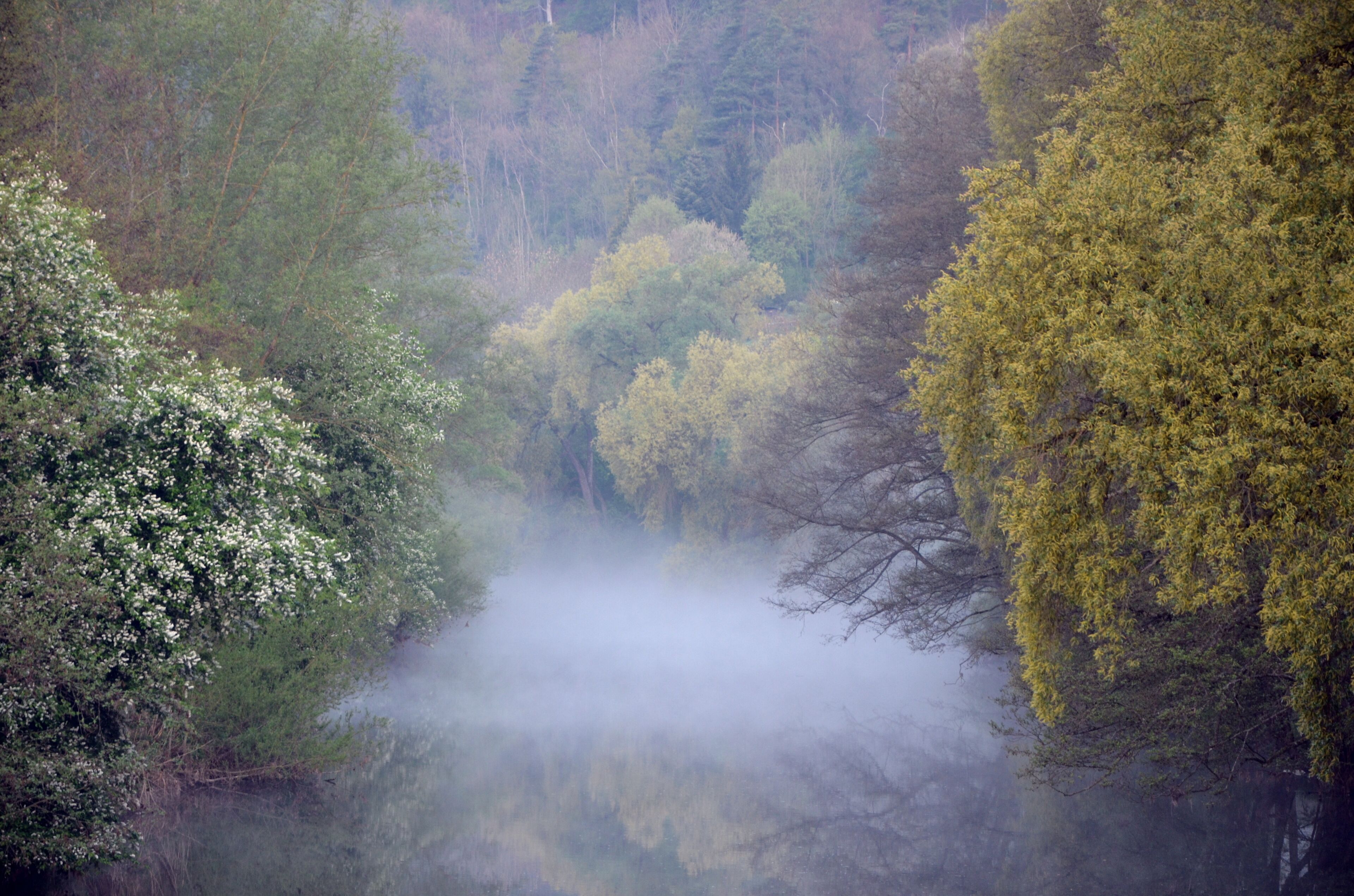 A misty river surrounded by trees with white blossoms and yellow leaves.