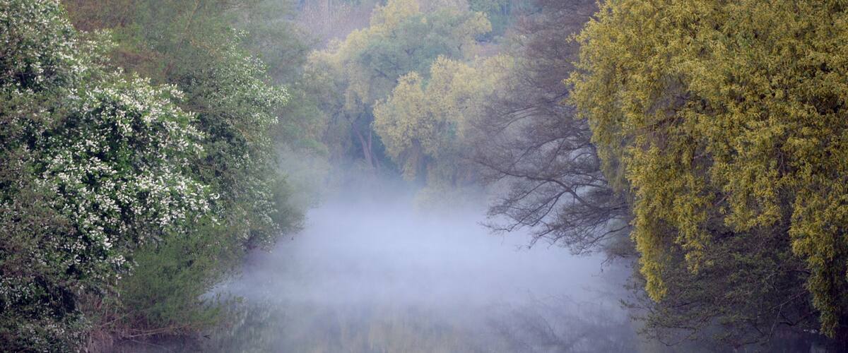 A misty river surrounded by trees with white blossoms and yellow leaves.