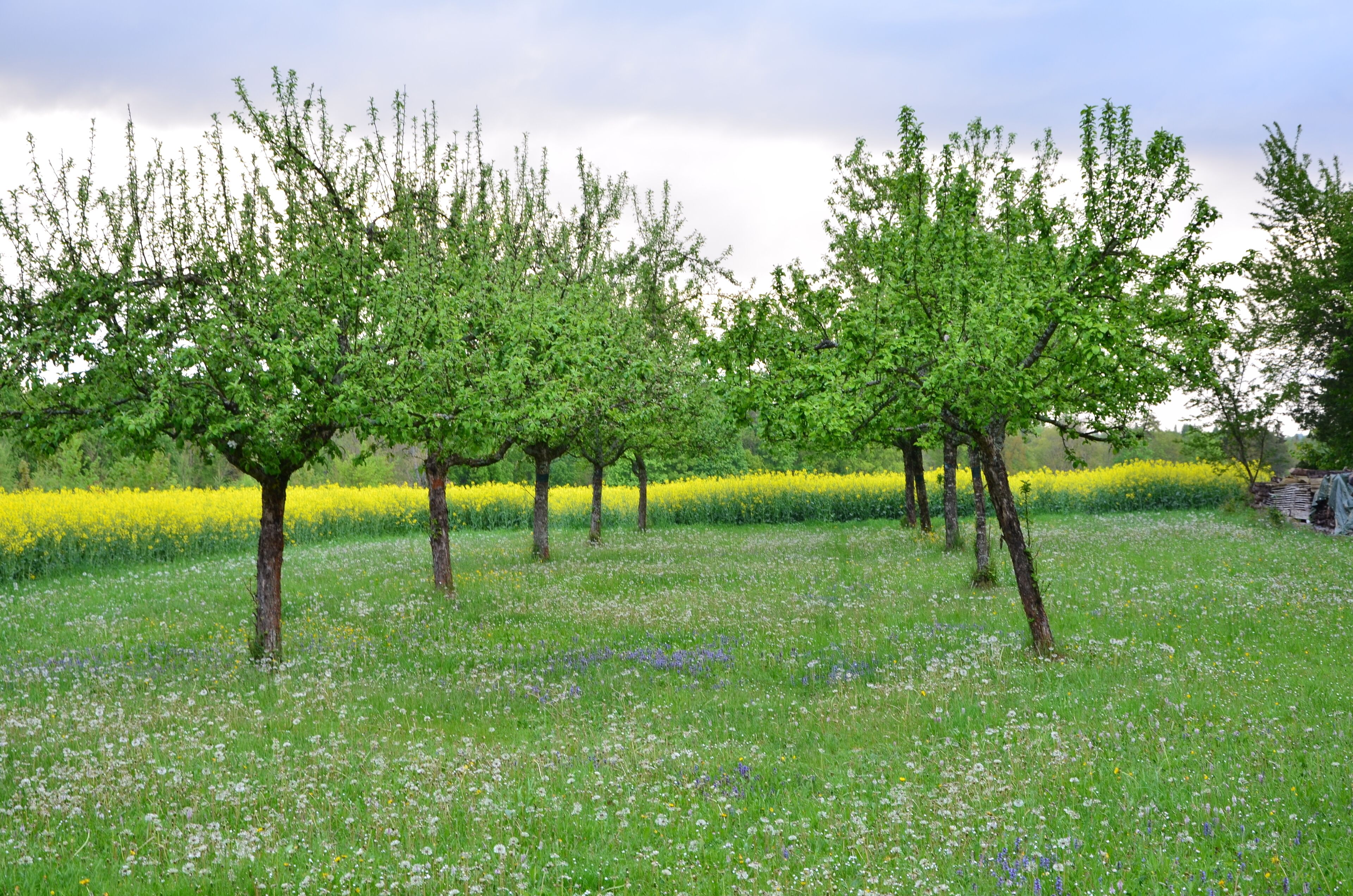 Obstwiese