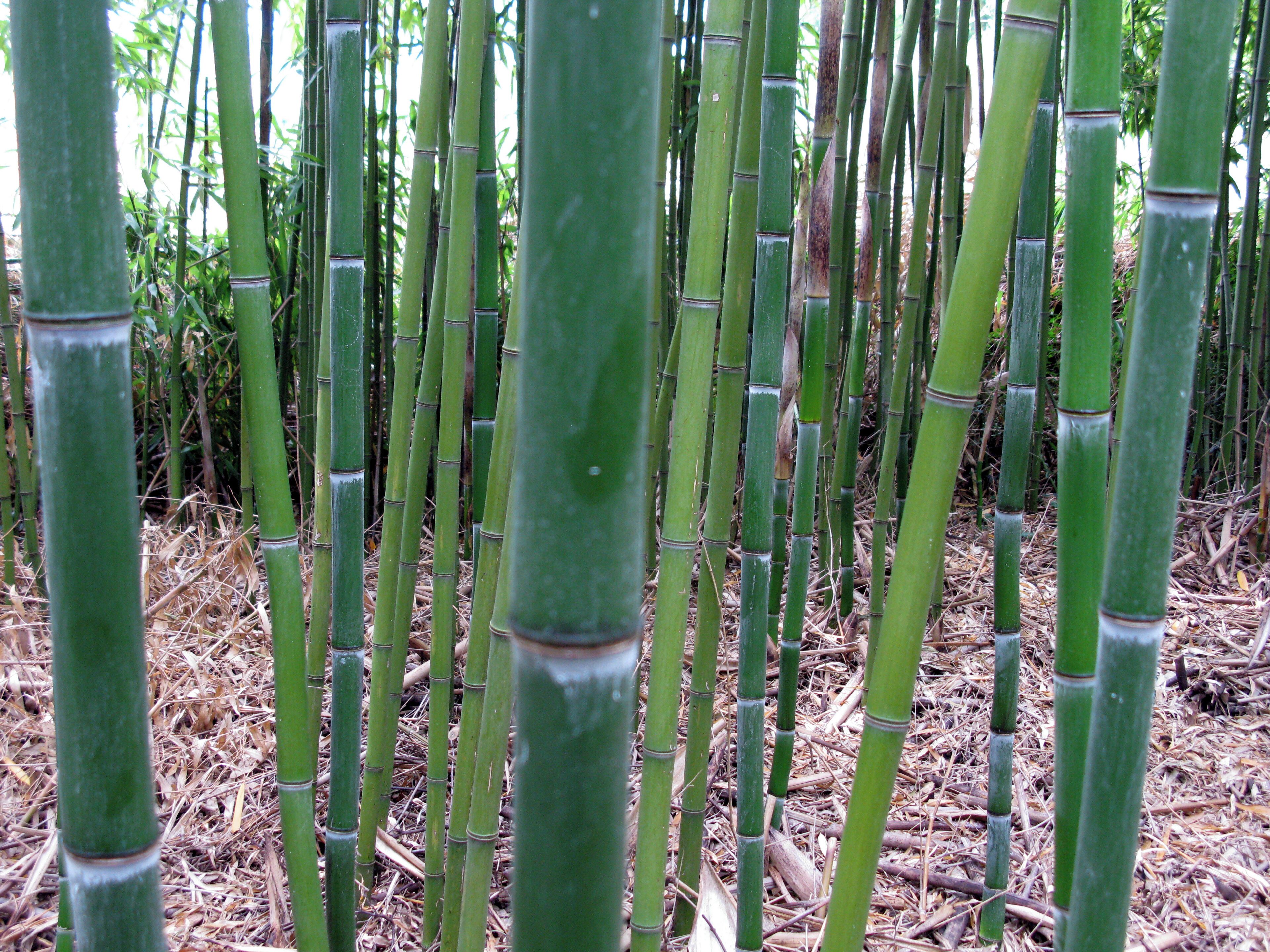 Bambutopia in Schallstadt-Mengen
