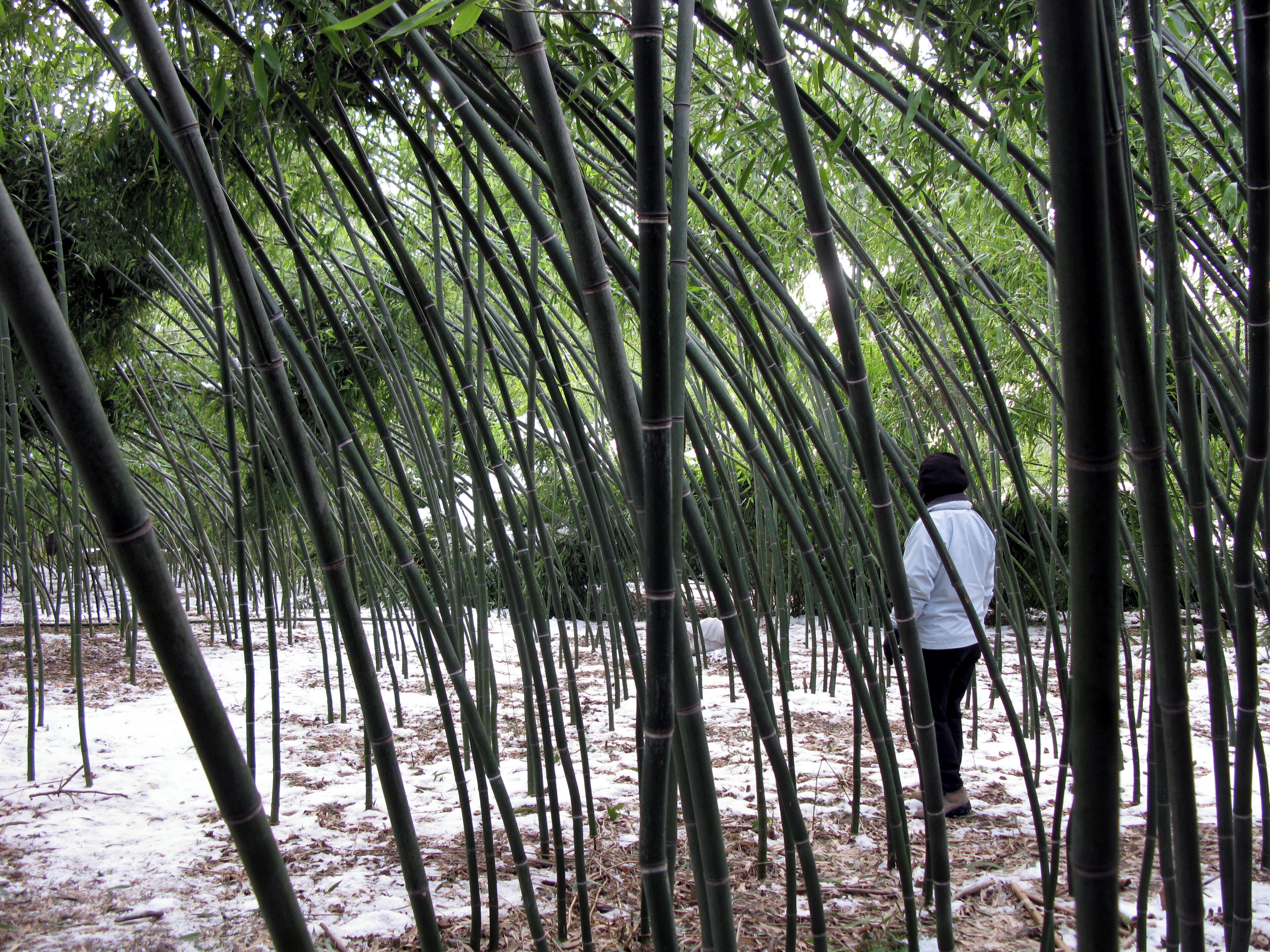 Bambutopia in Schallstadt-Mengen
