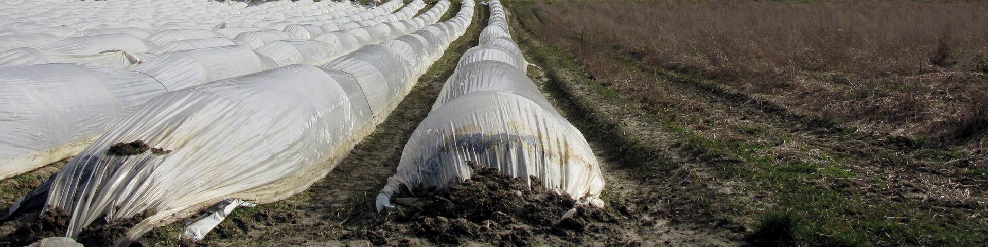 Spargelfeld bei Schallstadt-Mengen mit Blick zum Belchen