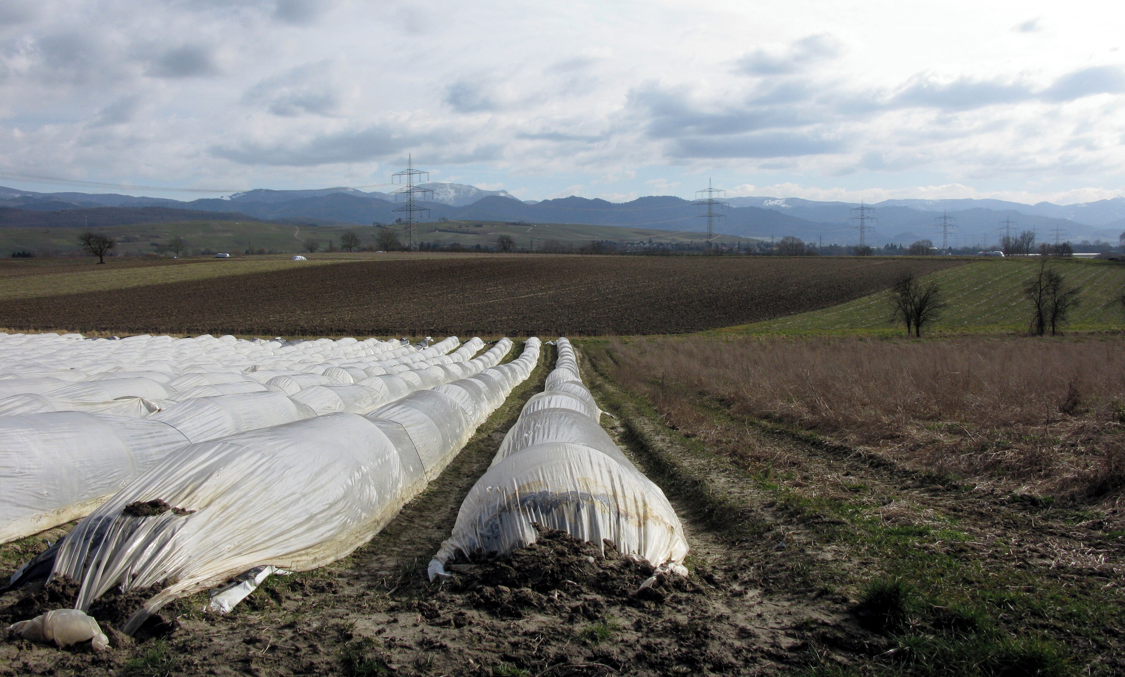 A field with hay bales and a distant mountain range.