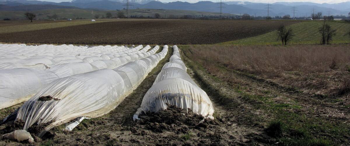 A field with hay bales and a distant mountain range.