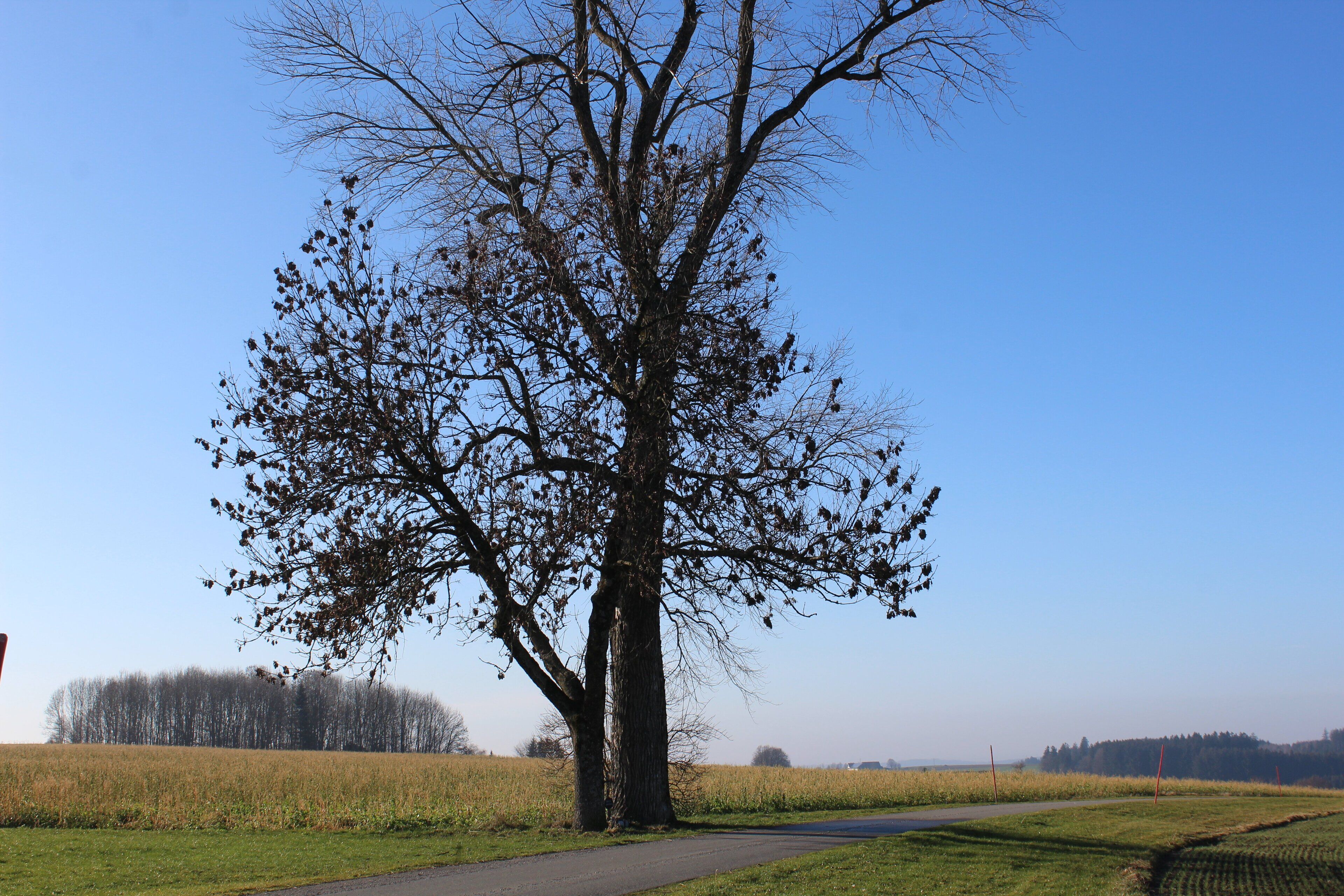 Esche mit Samen und Ulme