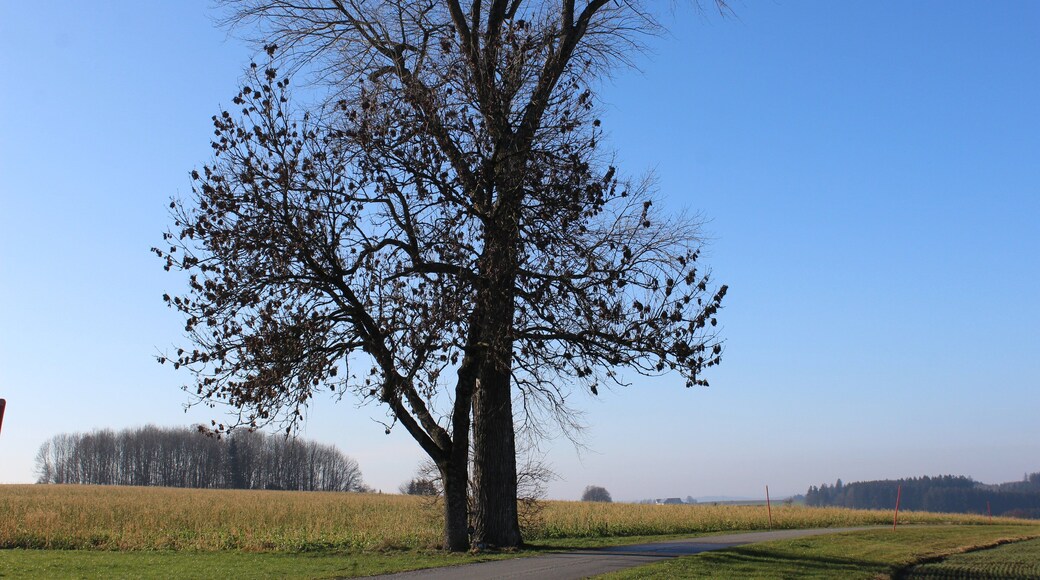 Esche mit Samen und Ulme