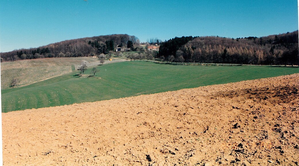 March Countryside - Magic Rhine Valley Photography 1990