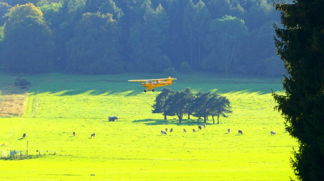 Plane And Cattle