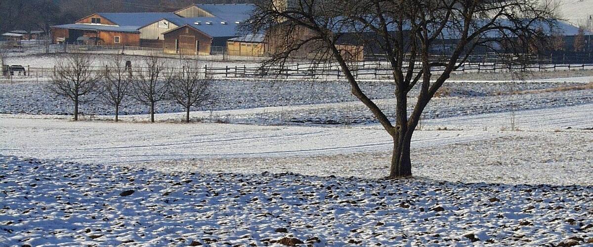A snow-covered field with a lone tree in the foreground and buildings in the background.