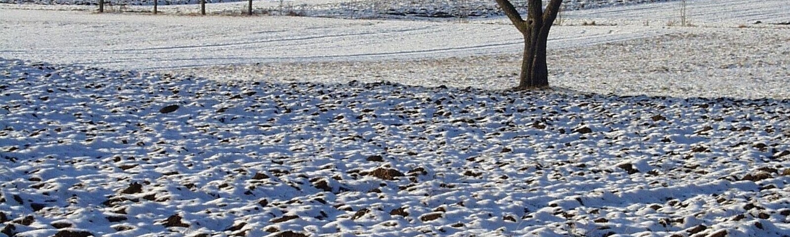 A snow-covered field with a lone tree in the foreground and buildings in the background.
