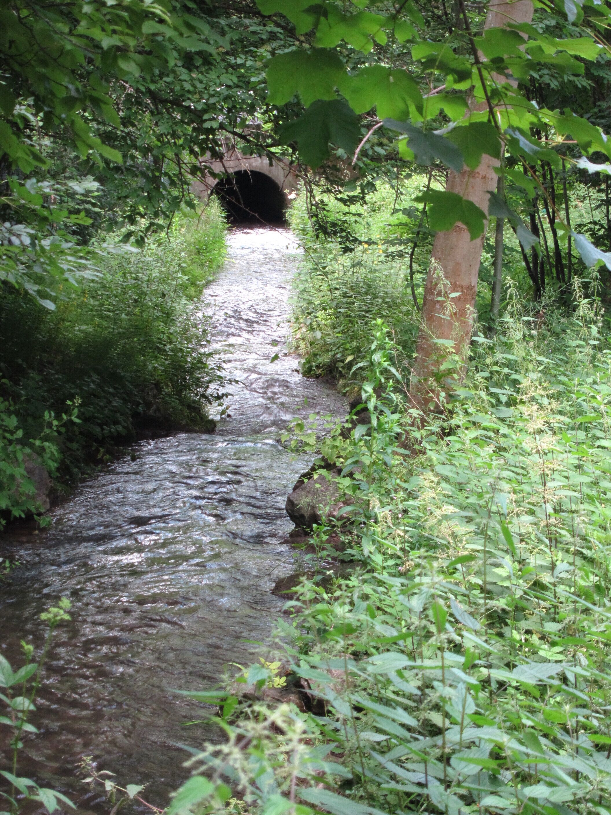 Hachinger Bach im Ostpark vor der Heinrich-Wieland-Straße