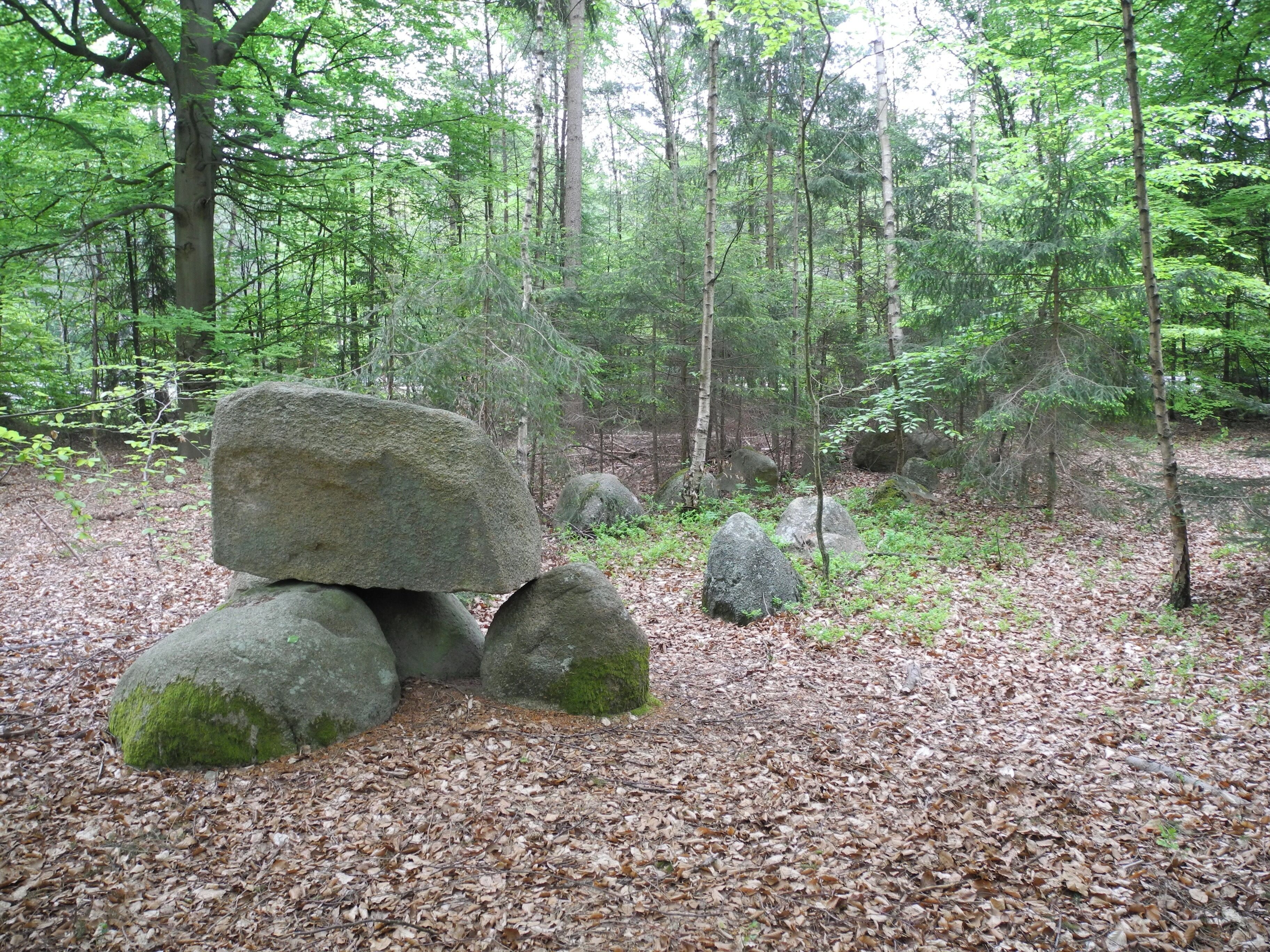 A forest with large rocks and leaf-covered ground.