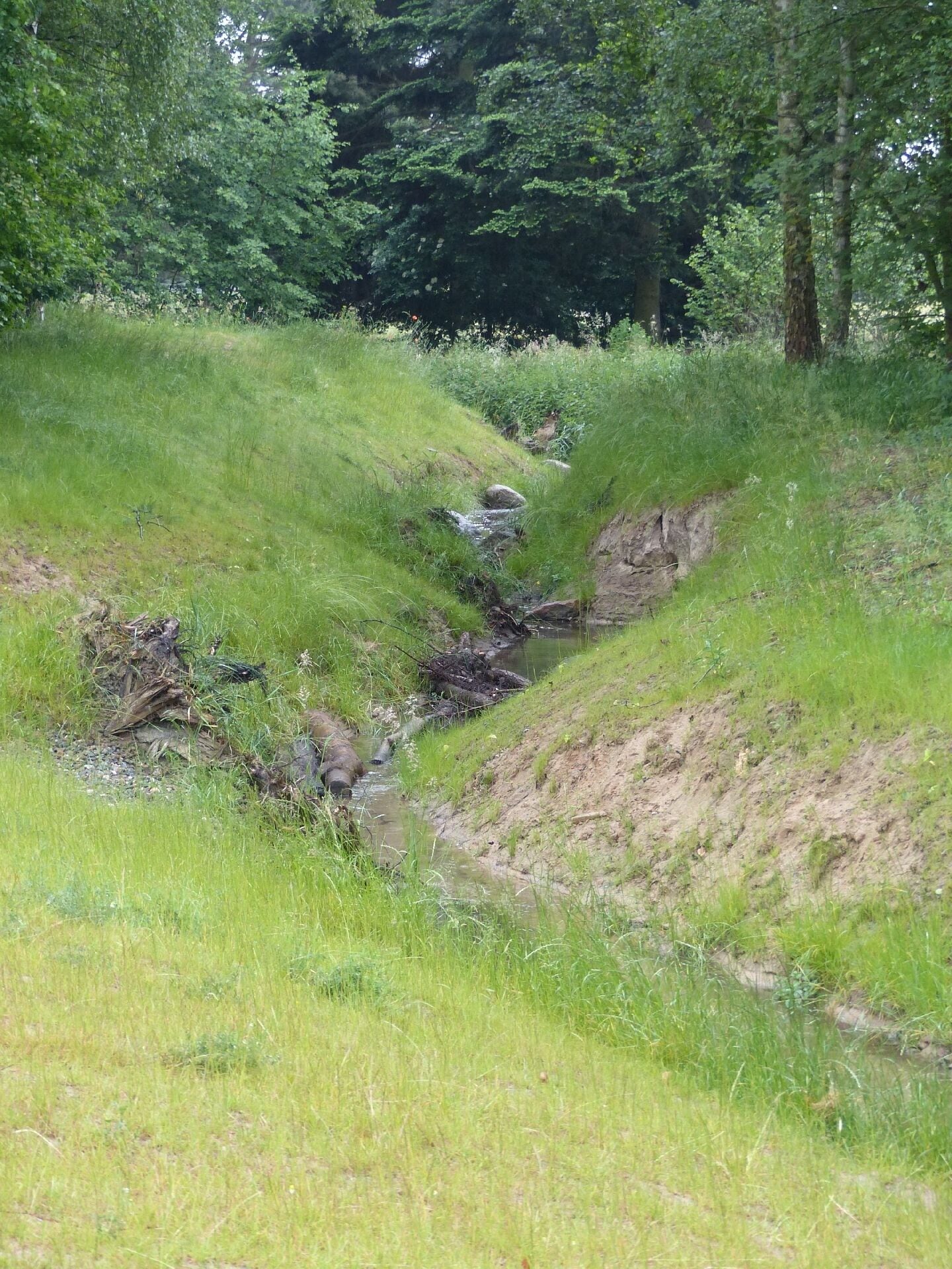 Mäandrierender Abzweig vom Springbach stromaufwärts betrachtet.