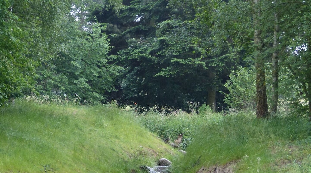 Mäandrierender Abzweig vom Springbach stromaufwärts betrachtet.