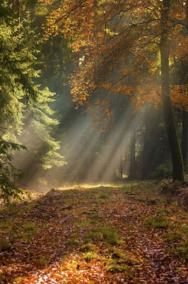 A forest with sunlight filtering through the trees.