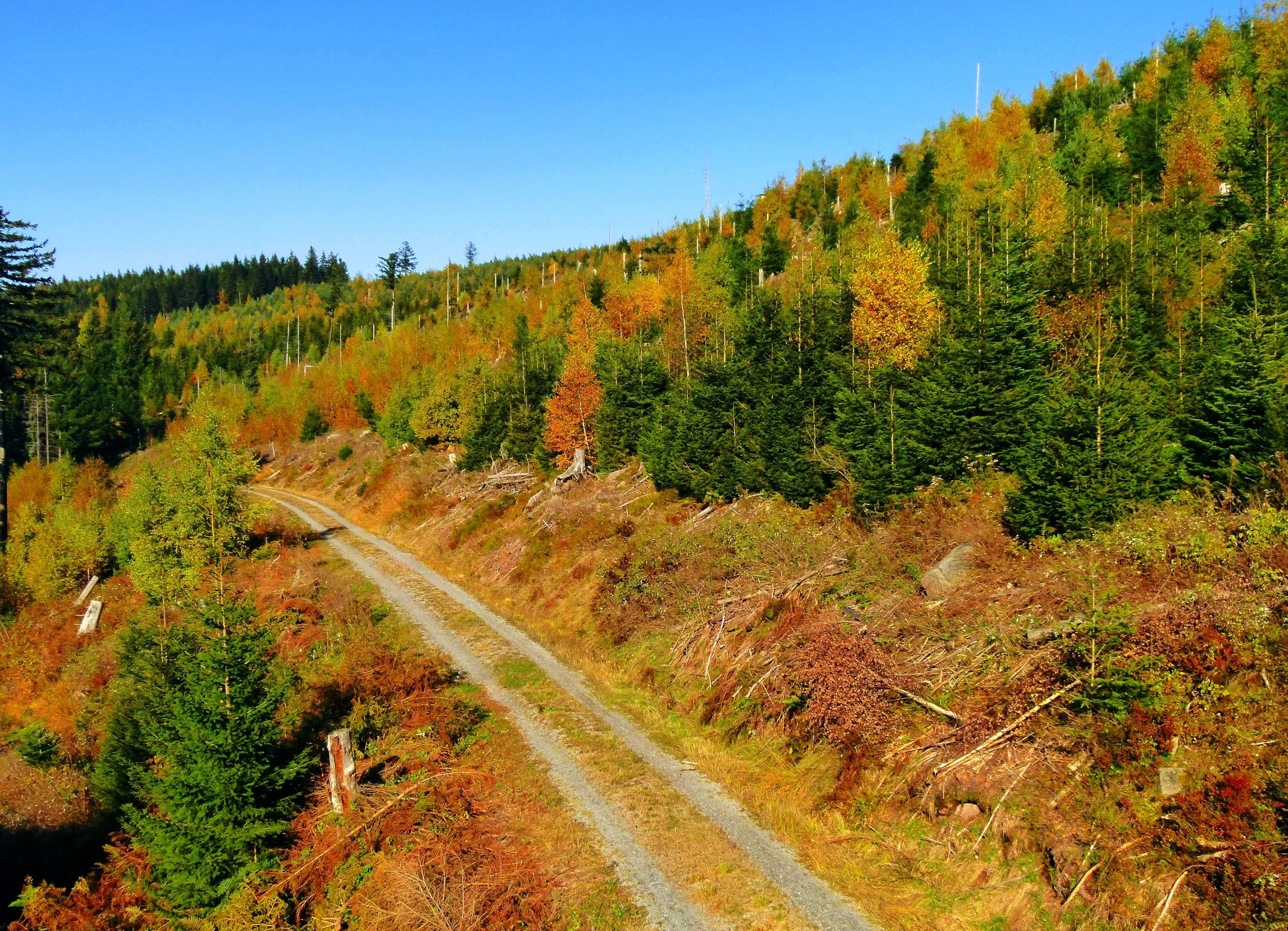 Black Forest In Autumn
