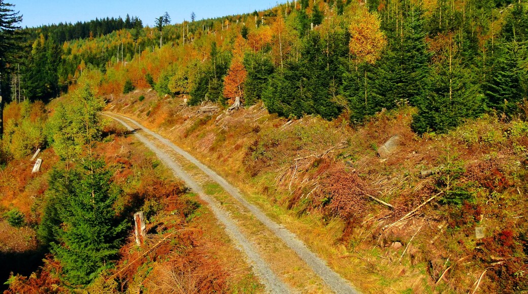 Black Forest In Autumn