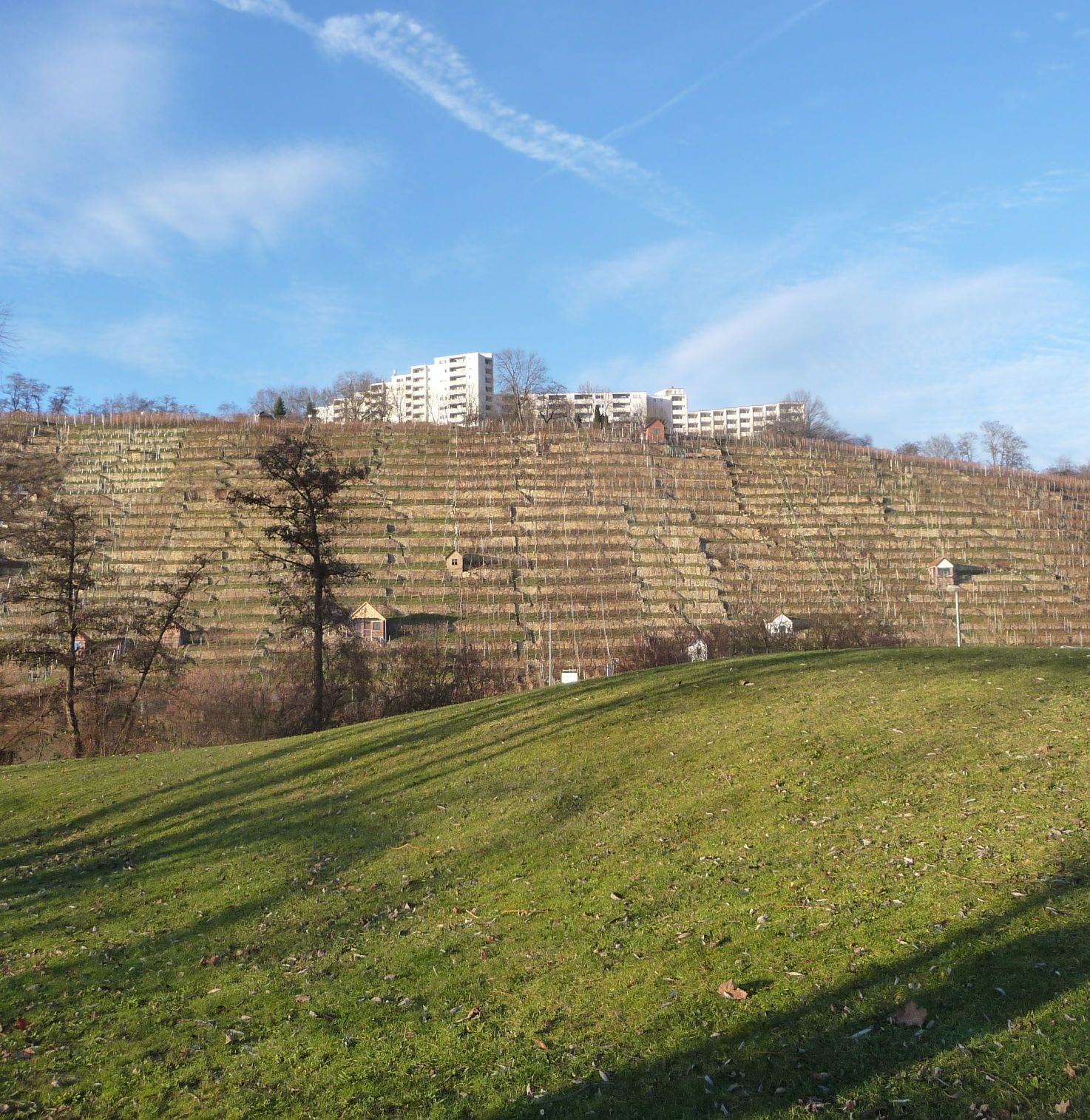 Weinberge hinterm Neckar am Max-Eyth-See