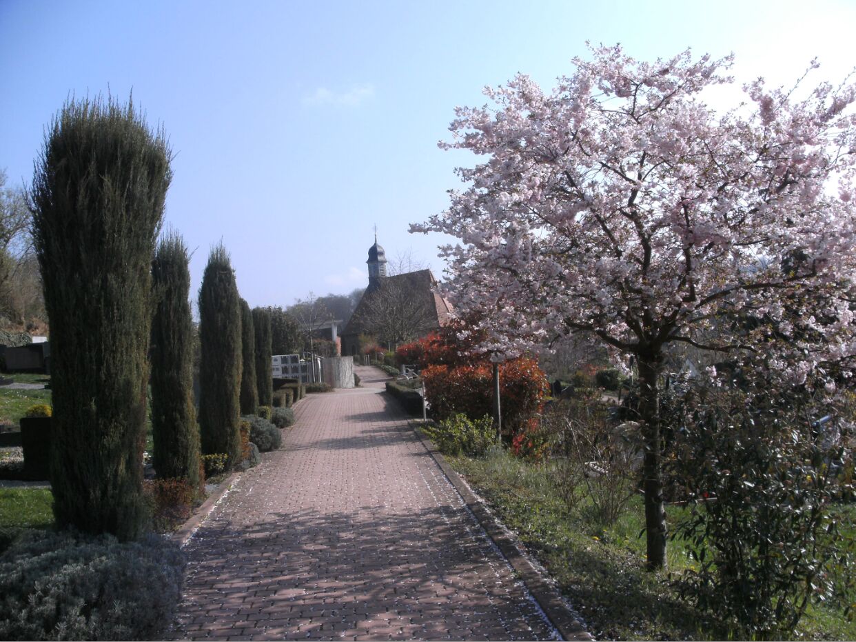 A paved pathway flanked by neatly trimmed hedges and a flowering tree.
