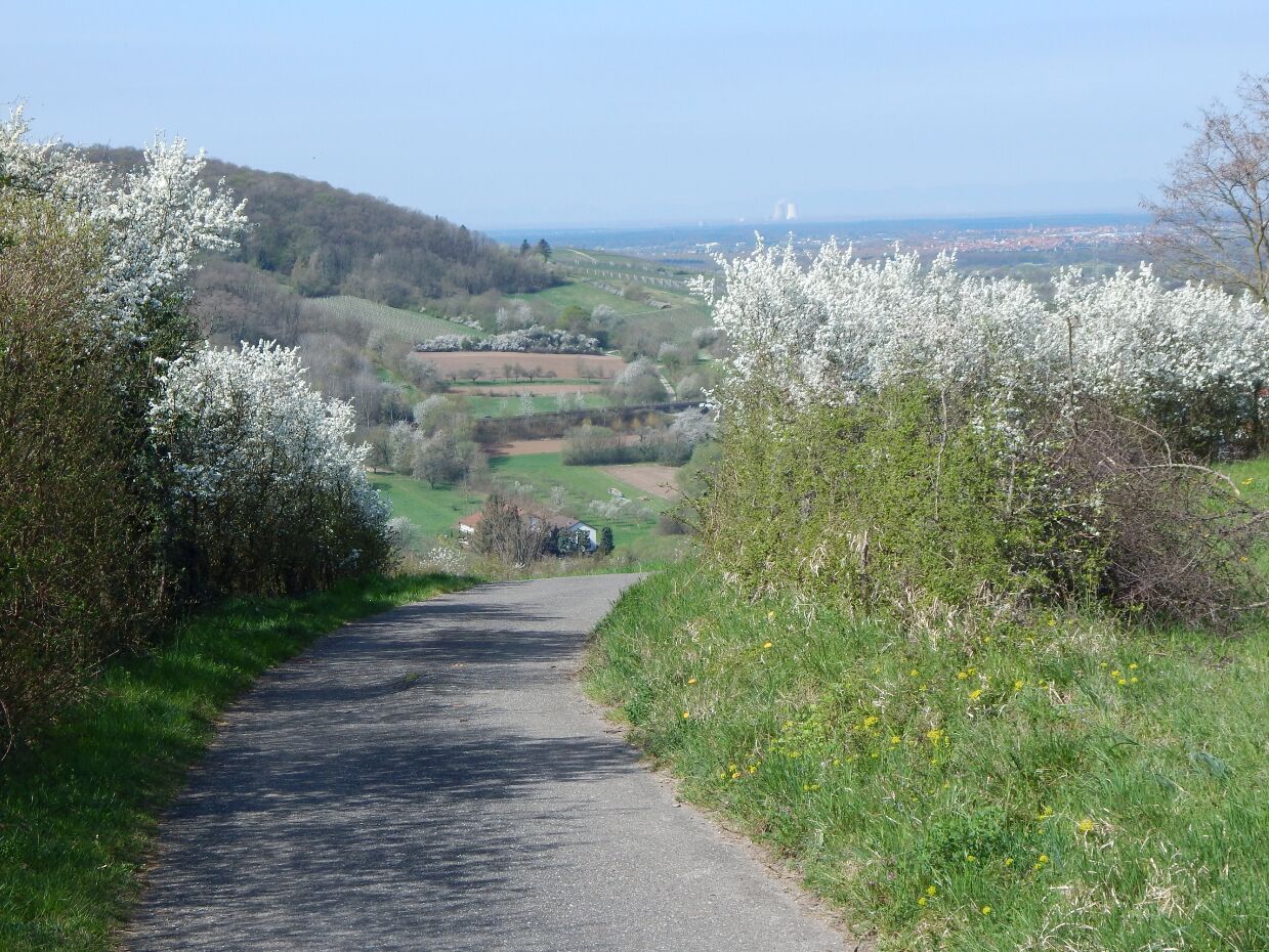 A rural pathway flanked by blooming trees and fields.
