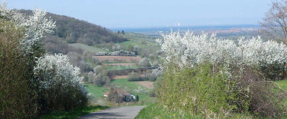 A rural pathway flanked by blooming trees and fields.