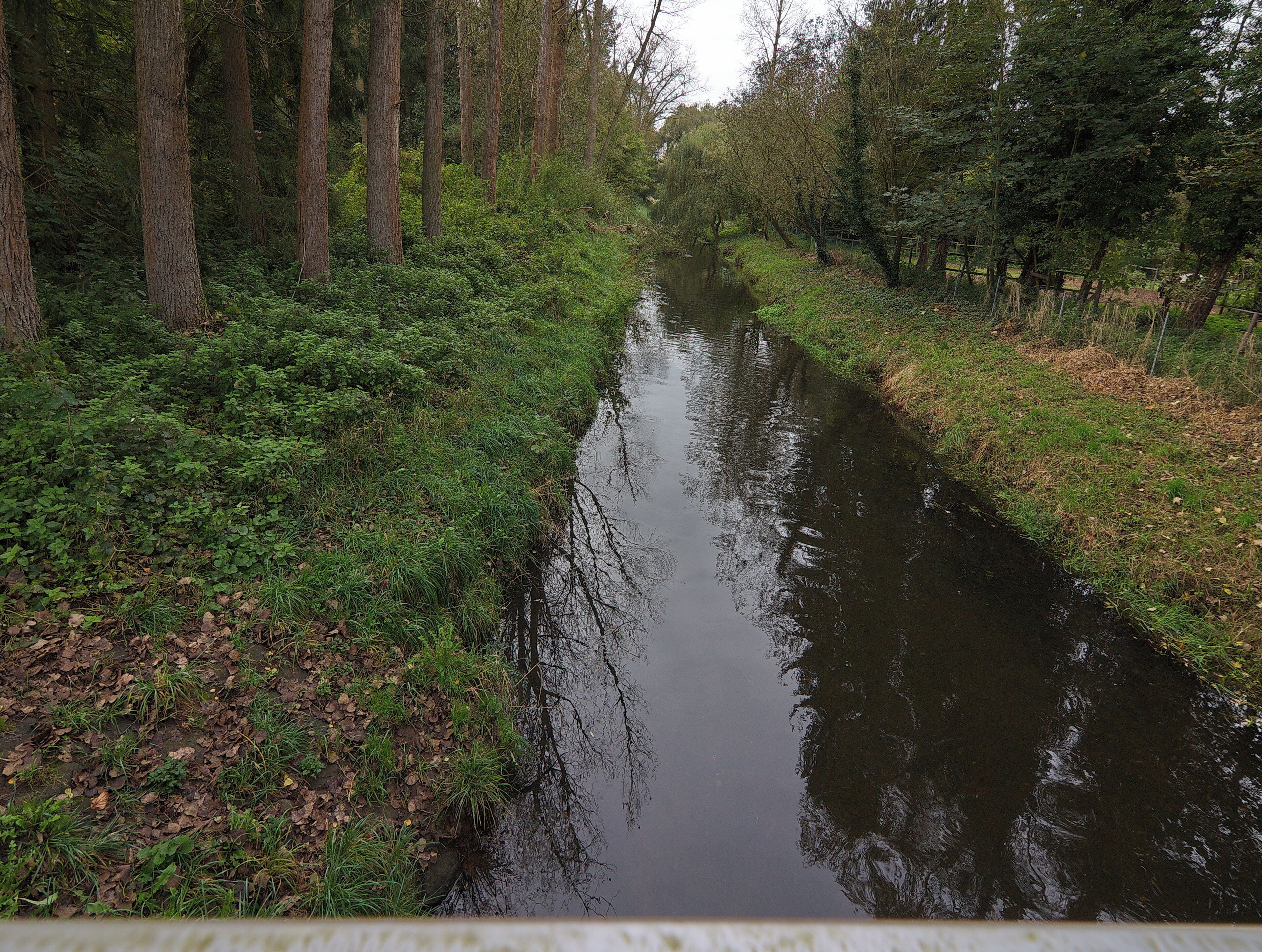 A narrow waterway flanked by tall trees and dense underbrush.