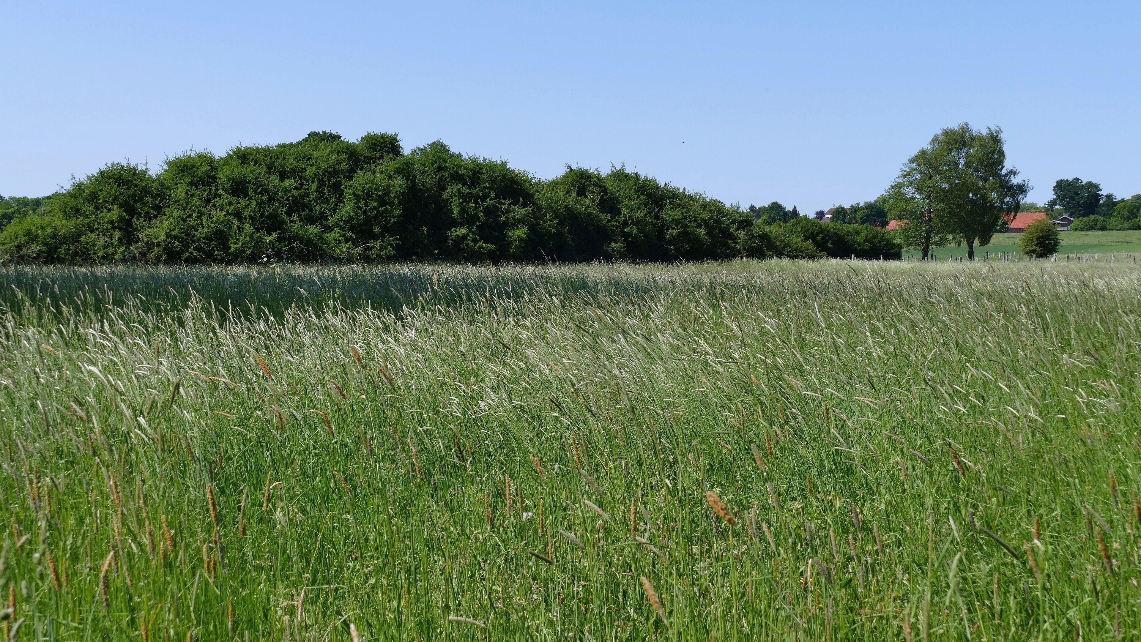 Die "Niederen Wiesen", Code 0902/21.0015, sind ein Geschützter Landschaftsbestandteil gem. § 22 Abs.4 NAGBNatSchG i.V.m. § 29 BNatSchG in Hannover.