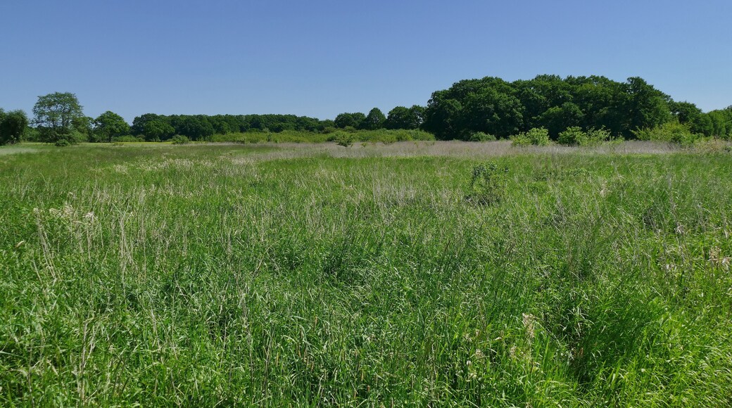 Die Feuchtgrünlandbrache Stadtgrenze, Code 0902/21.0016, ist ein Geschützter Landschaftsbestandteil gem. § 22 Abs.4 NAGBNatSchG i.V.m. § 29 BNatSchG in Hannover.