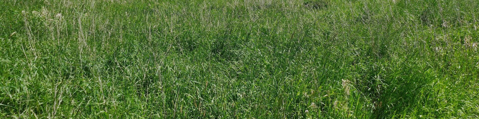 Die Feuchtgrünlandbrache Stadtgrenze, Code 0902/21.0016, ist ein Geschützter Landschaftsbestandteil gem. § 22 Abs.4 NAGBNatSchG i.V.m. § 29 BNatSchG in Hannover.