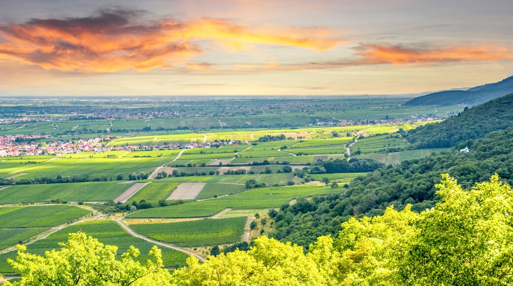 Neustadt-Gimmeldingen